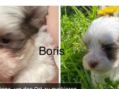 Besondere Yorkie Babys suchen liebevolles Zuhause