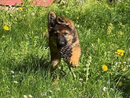 Altdeutscher Schäferhund mit Ahnentafel