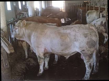 Charolais