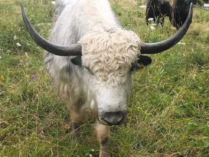 Bild 3:Yak-Kälber