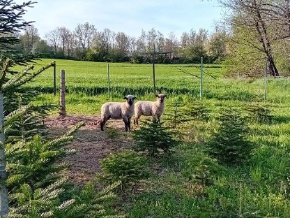 Shropshire Bock zum Tauschen