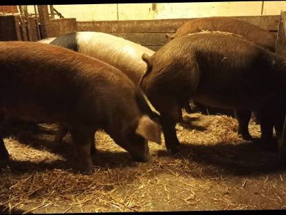 Duroc Jungzuchten