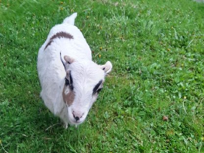 Bild 2:Kamerunschaf - Bock