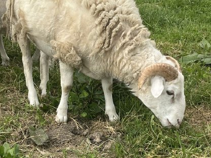 Bild 2:Männliches Kamerun-Schaf