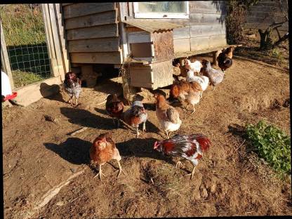 Bild 3:Bruteier Vorwerk, Lakenfelder, Araucana, Altsteirer