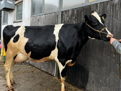 Bild 2:Holstein Kuh und RF Kalbinnen