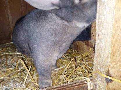 Blaugrauer Wiener Rammler