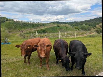 Angus / Deutsch Angus