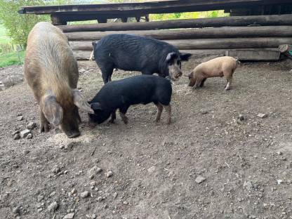 Berkshire Zuchtschweine