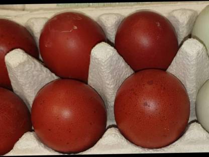 Bild 6:Bruteier von reinrassigen Maran schwarz-kupfer