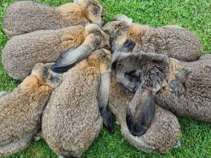 Bild 5:Wunderschöne Deutsche Widder suchen neuen Möhrchengeber