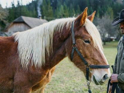 Bild 4:Noriker Stute, 2 Jahre, Fuchs, selbstständig und gelassen