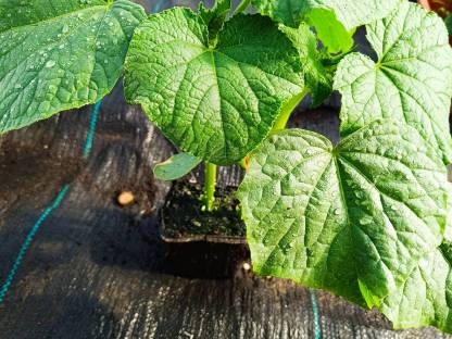 Bild 4:Gemüsepflanzen