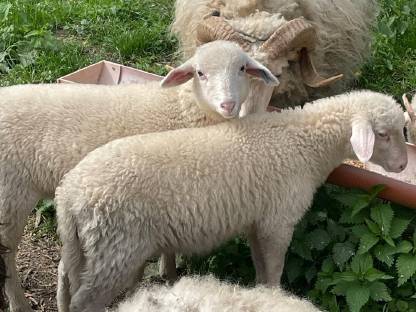 Bild 3:Waldschaf-Lämmer