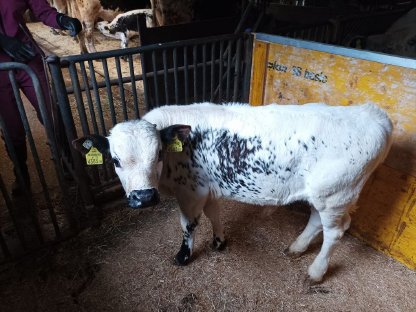 Pustertaler Sprinzen Stierkalb