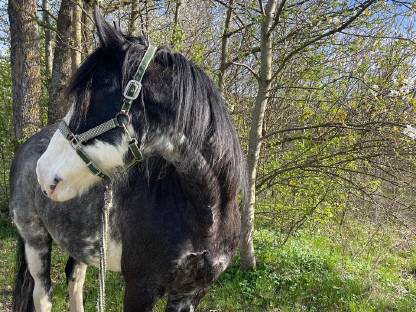 Reitbeteiligung gesucht