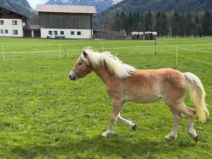 Haflinger Jährling, geboren 03.2024