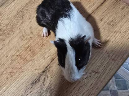 Meerschweinchen Babys männlich