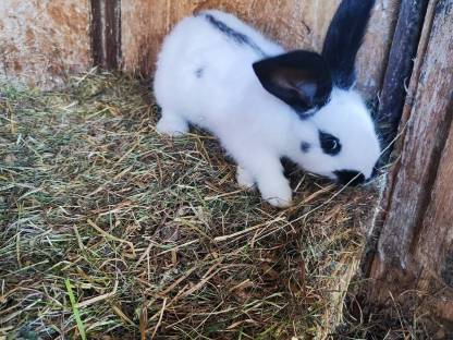 Bild 4:Riesenhasen, Fleischhasen, Riesenschecken, Baby Hasen