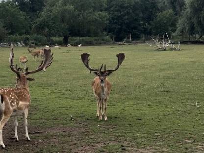 Bild 7:Hochkapitales Damwild zur Zucht