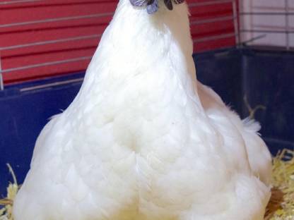 Glucke mit Küken