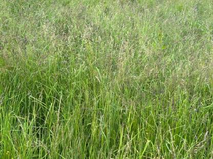 Bild 2:Rundballen oder Kleinballen (wenn gewünscht ab Feld)
