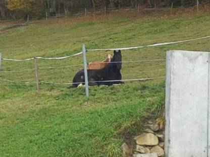 Einstellplatz Offenstall