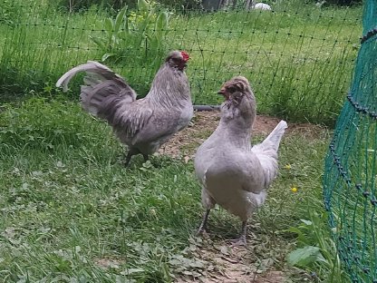 Lavender Araucana Zuchtstamm