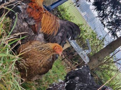 Bild 4:Brahma & Zwergseidenhühner Bruteier