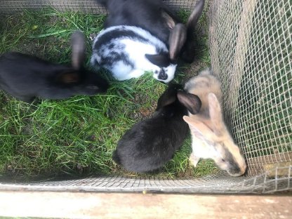 Bild 4:Junge Stallhasen Deutscher Riese