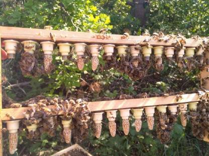 Bild 3:Carnica Bienenvolk Ablegervolk Jungvölker mit F1 Königin