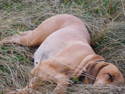 Bild 9:Broholmer Welpen - Dänischer Königshund