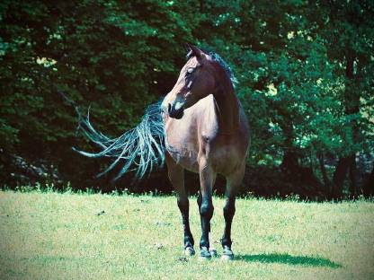 Deutsches Reitpony 13-jährig