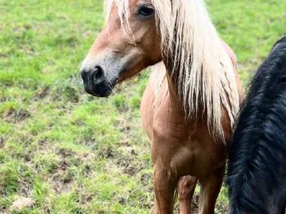 Haflinger-Mix