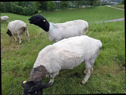 BIO-Dorper Widder