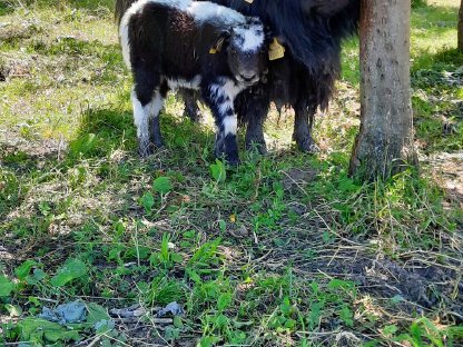 Bild 2:Yak-Kälber