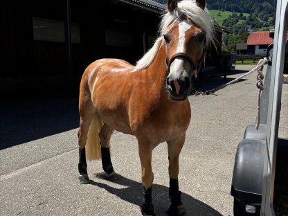 6-jähriger Haflingerwallach mit Perspektive