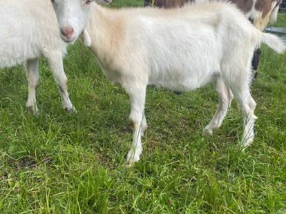 Bild 7:Ziegenkitzer