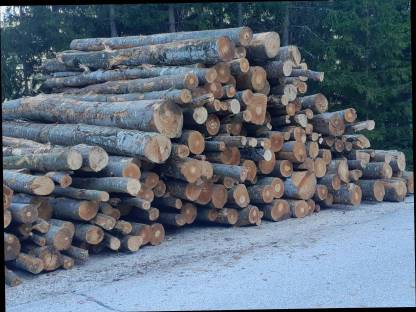 Bild 2:Buchenbrennholz, Rundholz