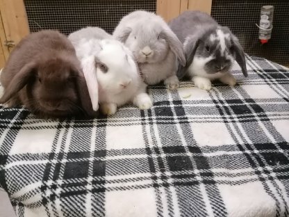 Zwergkaninchen Zwergwidder