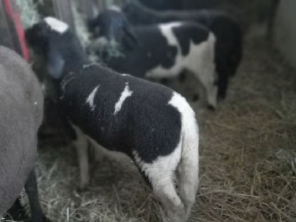 Jungen Jura Schafbock