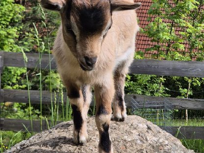 Zwergziegenbock Franzi
