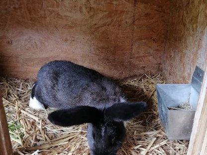 Hase Rammler