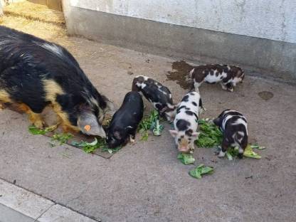Kune Kune Herdbuch-Schweine