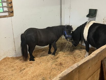 Bild 2:Mini Pony schwarz