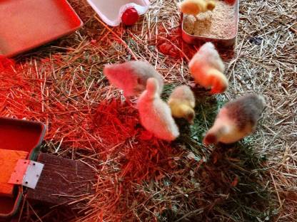 Verkaufe kleine Schneckenenten, Stummenten, Pekingenten