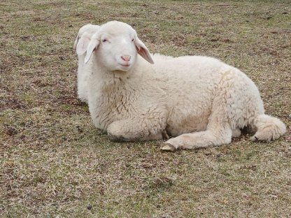 Bild 8:Schafe Lämmer, Ziegenkitze, Ziegenbock