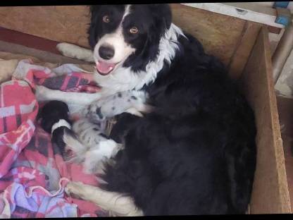 Border Collie Edce Papiere