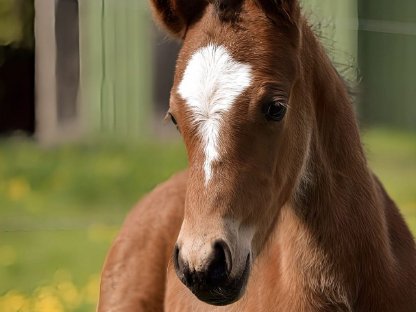 Bild 6:Reitpony Hengstfohlen Nesquik SP