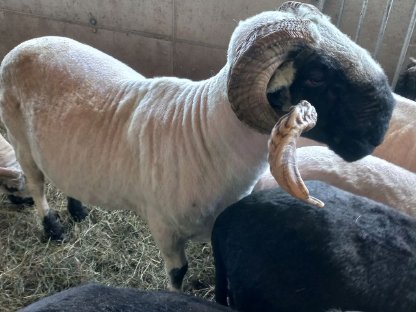 Bild 3:Walliser Schwarznasen-Widder